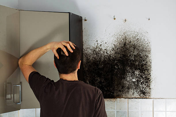 Best Residential Mold Remediation in New River, AZ