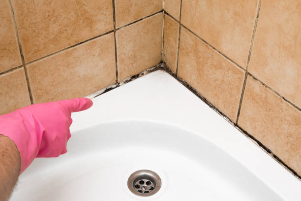 Best Commercial Mold Remediation in New River, AZ